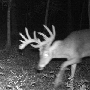 Meet your Posher, Shane